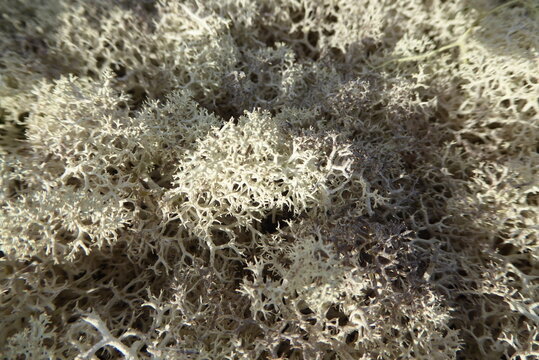 Rentierflechte, Cladonia rangiferina, Skandinavien