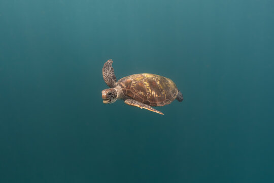 View of a sea turtle swimming in the deep blue waters near Nguthungulli Julian Rocks in Byron Bay, New South Wales, Australia.