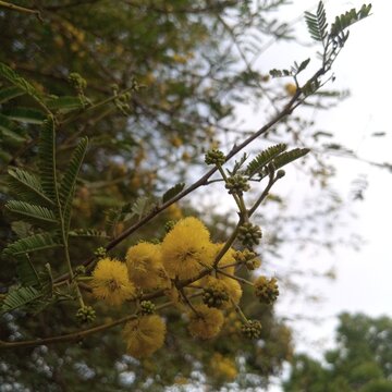 Beautiful delicate yellow Vachellia nilotica babul flowers blooming on a thorny wild tree branch against a cloudy daytime sky
