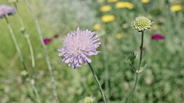 Flowering nature footage. Macro of flowering scabious plant. Purple exotic scabious flower. Natural flower plant. Flora nature. Bright blooming flower in nature. Scabious flower