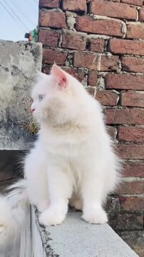 White Persian cat with heterochromia sitting on brick wall