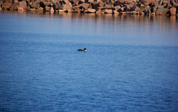 Common loon swimming in the Kingston harbour
