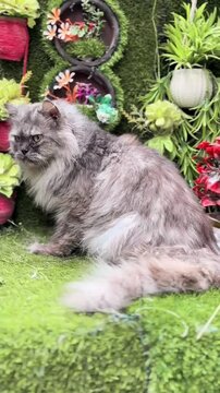 Gray Persian cat sitting on artificial grass with floral background