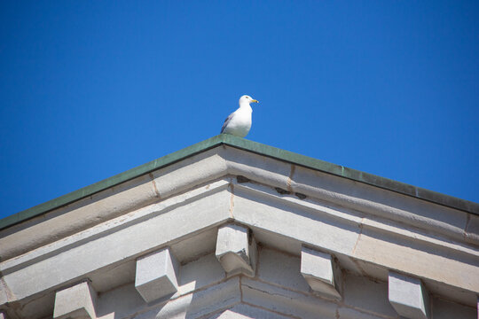 Seagull perched on a rooftop