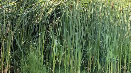 Obraz premium Dense green reed and rush marsh grass growing densely by the water edge