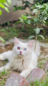 White Persian cat with odd eyes lying on grass in garden