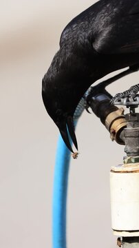 Weird Crow Picks Up Bee While Trying to Drink 