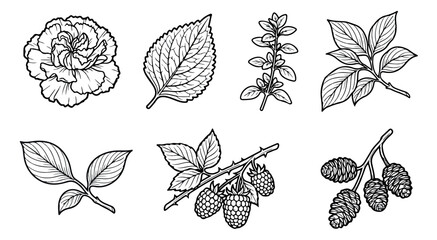 Vintage botanical line art collection, 7 hand drawn floral and berry vector elements, black and white garden sketches for wedding invitations and packaging © rehman