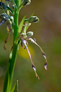 Bocks-Riemenzunge // Lizard orchid (Himantoglossum hircinum) - Picos de Europa, Spanien