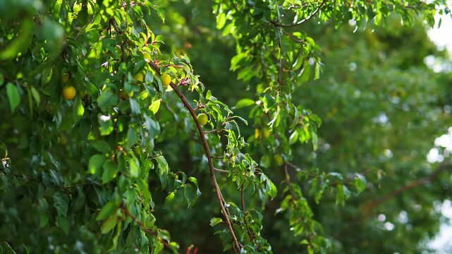 Sunlit Alycha Cherry Plum Tree Branches Swaying Heavily in Summer Wind Gusts - Backlit Green Foliage and Unripe Yellow Plums Rustling in a Strong Orchard Breeze