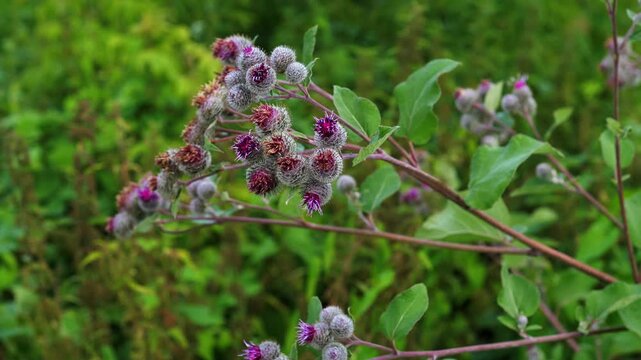 Cinematic Slow Orbit Around Blooming Wild Burdock Flowers in a Lush Green Meadow
