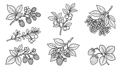 Vintage botanical berry illustrations, hand drawn wild berries set with 6 vector elements, black and white garden fruit sketches for organic food packaging © Muhammad Sajjad