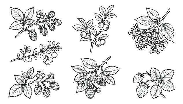 Vintage botanical berry illustrations, hand drawn wild berries set with 6 vector elements, black and white garden fruit sketches for organic food packaging
