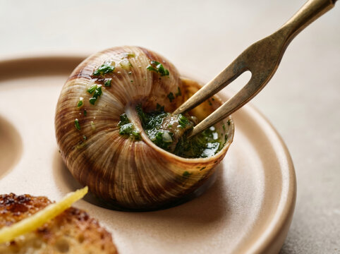 Cooked escargot snail in shell with herb butter sauce being picked with a fork