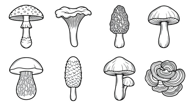 Vintage mushroom line art collection, set of 8 hand drawn fungi vector icons, botanical mushroom sketches for coloring books and nature designs