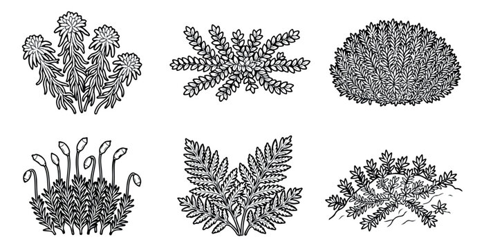 Vintage botanical moss and fern illustrations, set of 6 hand drawn forest plants, black and white engraved lichen and bryophyte vector elements