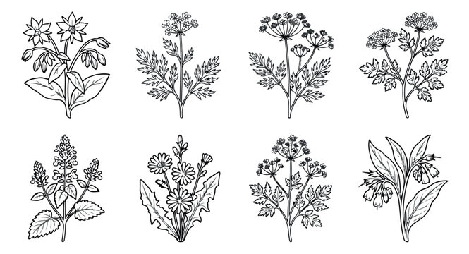 Vintage botanical herb illustrations, set of 8 hand drawn medicinal plants and wildflowers, black and white line art vector for apothecary branding