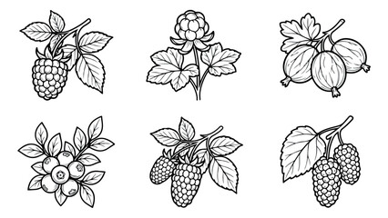Vintage botanical berry illustrations, set of 6 hand drawn garden fruit icons, black and white line art sketches of raspberry and gooseberry © Muhammad Sajjad