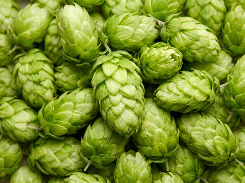 Macro background texture of fresh green hop cones for beer brewing