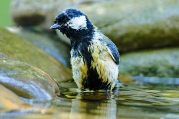 Great tit is standing in the water. Czechia.  © Milan