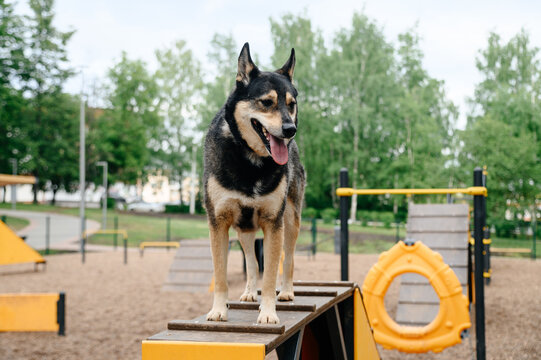 dog agility training, cute clever mongrel dog standing on slide after climbing, playground for dogs in city park with green trees in summer