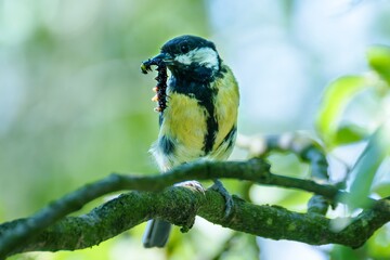 Great tit on a branch carries a caterpillar for its young. Czechia.  © Milan