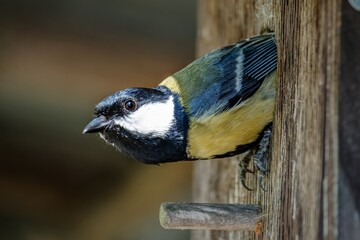 Great tit take off from the birdhouse. Czechia.  © Milan