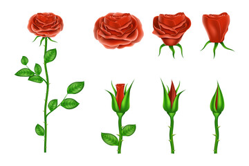 Naklejka premium red roses at different stages of blooming transparent background