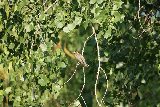 Juvenile American robin perched among aspen branches in warm morning light with lush green foliage and natural woodland habitat.