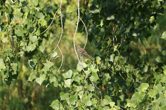 Juvenile Red-winged Blackbird (Agelaius phoeniceus) perched in an aspen tree during warm morning light in natural wetland habitat.