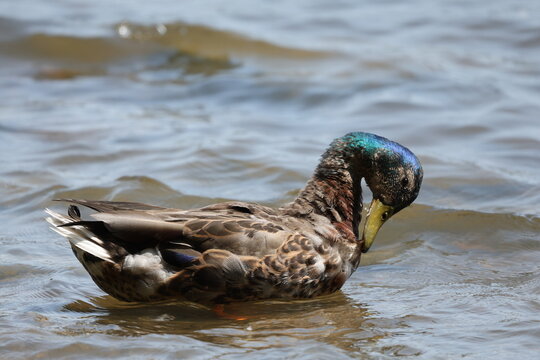 Male mallard (Anas platyrhynchos) in eclipse plumage preening on calm water, showing emerging iridescent head feathers in morning light.