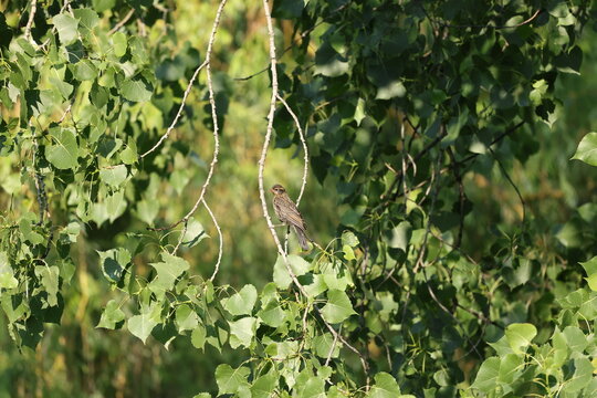 Juvenile Red-winged Blackbird (Agelaius phoeniceus) perched on an aspen branch in warm morning light with natural green foliage.