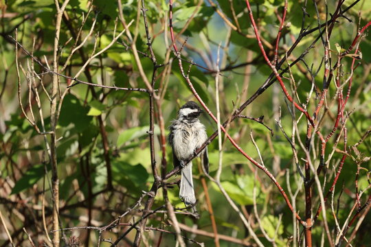 Molting Black-capped Chickadee perched on a woodland branch while looking toward the right, showing scruffy late summer plumage in natural habitat.