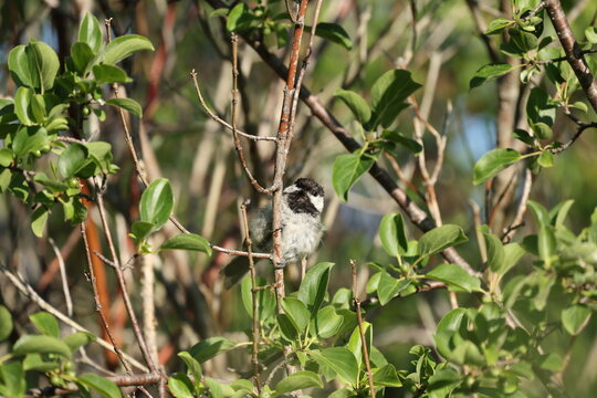 Black-capped Chickadee perched among leafy shrubs while looking toward the camera in bright summer sunlight in its natural woodland habitat.