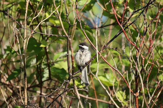 Molting Black-capped Chickadee with scruffy plumage perched on a branch among leafy shrubs during late summer in its natural woodland habitat.