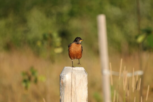 American Robin (Turdus migratorius) balancing on one foot atop a weathered wooden fence post in warm golden light with a softly blurred natural background.
