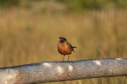 American Robin (Turdus migratorius) perched on a weathered wooden fence rail in soft morning light with a blurred natural background and ample copy space.