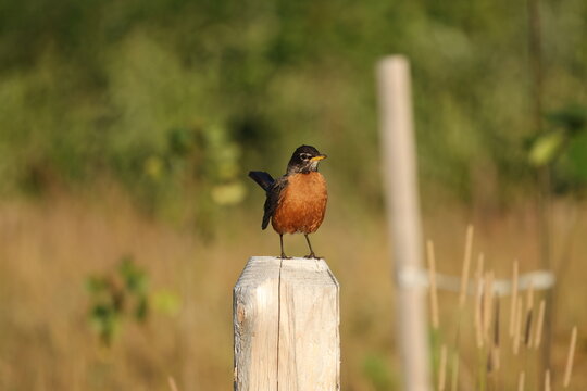 American Robin (Turdus migratorius) perched upright on a weathered wooden fence post with its tail raised and fully visible in soft morning light against a naturally blurred background.