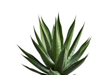 Fototapeta premium Dense symmetrical agave succulent isolated