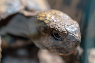 Fototapeta premium Detailed macro portrait of a land tortoise head in Budva, Montenegro. Close up view of reptile skin texture and eye in nature
