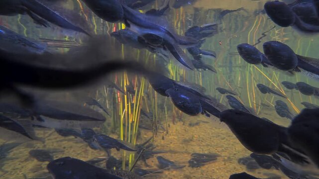School of tadpoles swimming in shallow water with aquatic plants