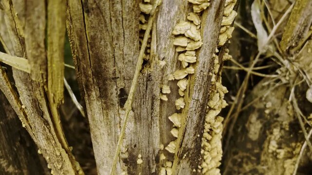 Wild Mushrooms Growing on Dead Wood &ndash; Macro Footage of Natural Forest Decomposition