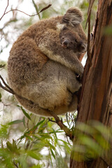 A mother koala and her joey rest together in a eucalyptus tree. They are huddled closely for comfort on a thick branch in the wild habitat of the Australian bushland. © Andrea