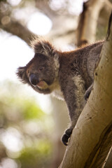 A koala rests on a thick eucalyptus tree branch in a lush Australian forest, gazing curiously into the distance. This marsupial climbs slowly while exploring its habitat. © Andrea