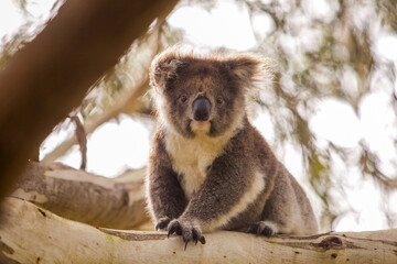 A curious koala sits perched on the thick branch of a eucalyptus tree, looking directly at the camera with its fluffy ears and dark nose against a soft natural background. © Andrea