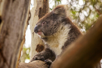 A wild koala sits comfortably in the branches of a eucalyptus tree in its natural Australian habitat. The marsupial is looking toward the distance with alert eyes. © Andrea