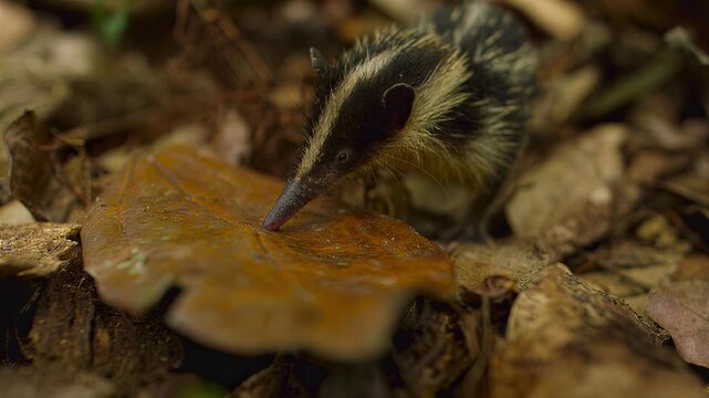 Tiny shrew-like creature foraging for food amongst fallen leaves