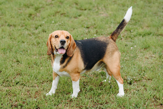 young cute black red and white beagle dog standing on green lawn outdoors in sunny summer day, scent hound, foxhound, hunting dog, dogwalking concept