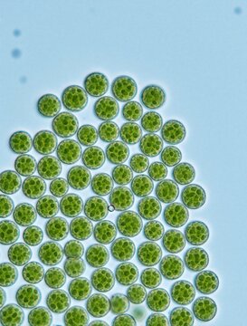 Dunaliella salina unicellular green algae under laboratory microscope. Microscopic view round Chlorophyta cells floating in saltwater. Biological sample shows plankton organisms with nucleus