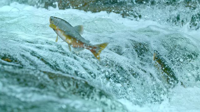 Salmon leaping upstream through turbulent whitewater rapids in a powerful natural display